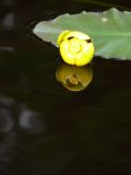 --2008 -  Pog Lake