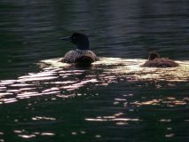 --2008 - Charleston Lake