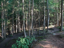 Wilderness 