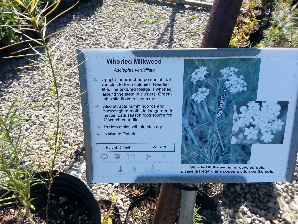 --Whorled Milkweed - Asclepias verticillata