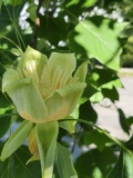 --Tulip tree flower