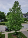 --Tulip tree - Liriodendron tulipifera