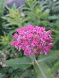 --Milkweed
