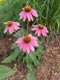 --Wild Berry Coneflower -  Echinacea purpurea Wild Berry