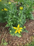 --Rudbeckia Prairie Sun