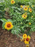 --Great Blanket Flower - Gaillardia aristata