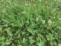 --Yarrow in the lawn, just before mowing