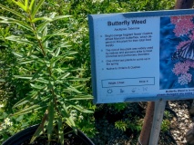 --Butterfly Weed - Asclepias tuberoso