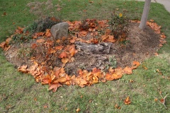 --Tulip tree autumn leaves