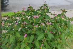 --Pink Turtlehead - Chelone obliqua