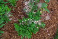 --Prairie Smoke - Geum triflorum