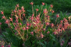--Prairie Smoke - Geum triflorum