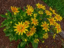 --Prairie Sun Daisy - Rudbeckia hirta ' Prairie Sun'