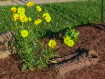 --Tickseed - Coreopsis lanceolata