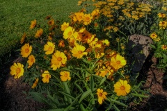 --Tickseed - Coreopsis lanceolata