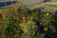 --Tickseed - Coreopsis lanceolata
