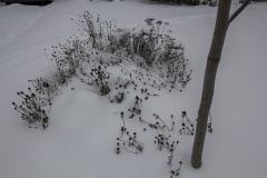 --Tickseed - Coreopsis lanceolata