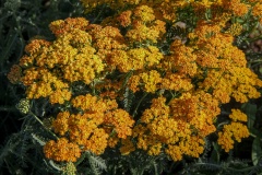 --Yarrow - Achillea millefolium 'Terra Cotta'