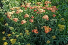 --Yarrow - Achillea millefolium