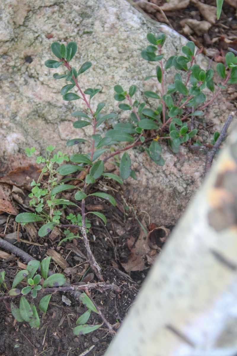 --Bearberry - Arctostaphylos uva-ursi