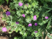--Wild Geranium - Geranium maculatum