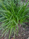 --Nodding Onion - Allium cernum