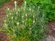 --Pearly Everlasting - Anaphalis margaritacea