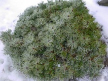 --Slowmound Mugo Pine - Pinus mugo 'Slowmound'