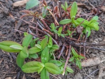 --Shrubby St. John's Wort - Hypericum perforatum