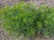 --Zagreb Tickseed - Threadleaf Coreopsis ' Zagreb'