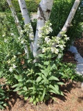 --Foxglove Beardtongue - Penstemon digitalis