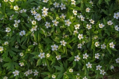 --Canada Anemone - Anemone canadensis