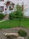 --Clump Paper Birch - Betula papyrifera