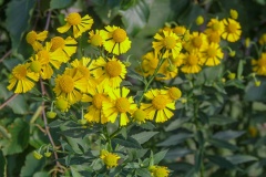 --Helen's Flower - Helenium autumnale
