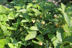 --Woodland Strawberry - Fragaria vesca