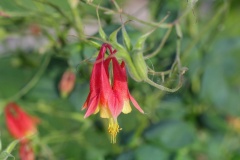--Eastern Red Columbine - Aquilegia canadensis