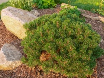 --Slowmound Mugo Pine - Pinus mugo 'Slowmound'
