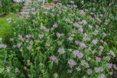 --Wild Bergamot  - Monarda fistulosa