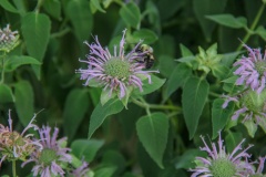 --Wild Bergamot  - Monarda fistulosa
