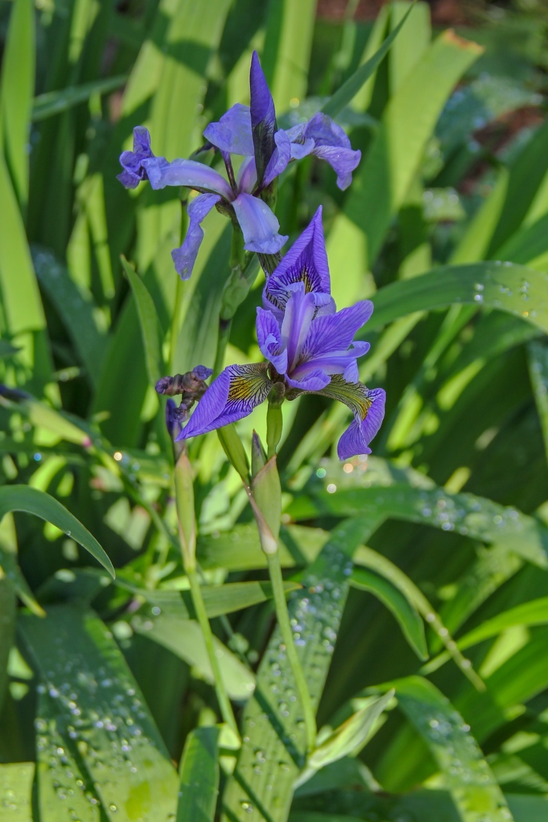 --Blue Flag Iris - Iris versicolor