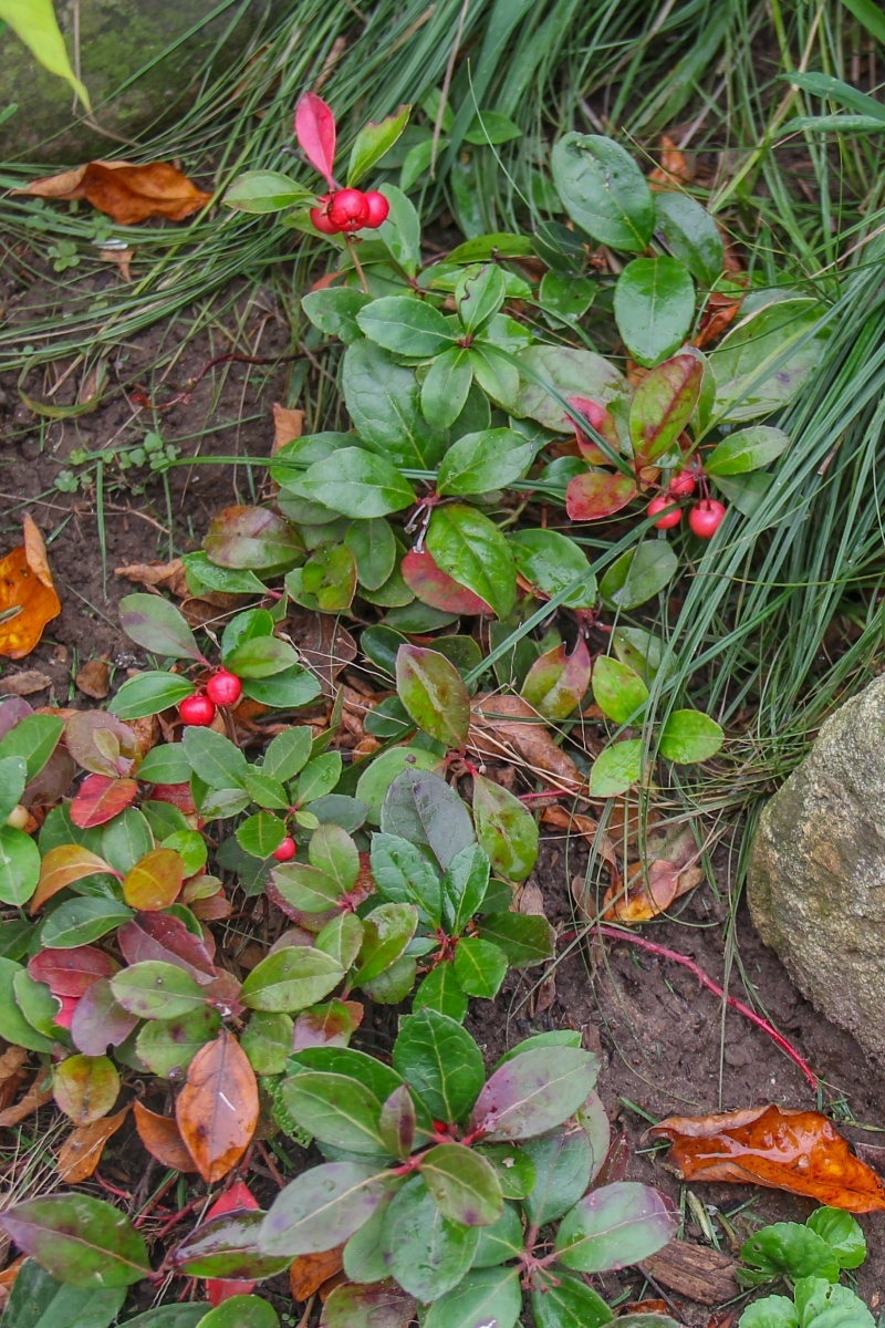 --Wintergreen - Gaultheria procumbens L.