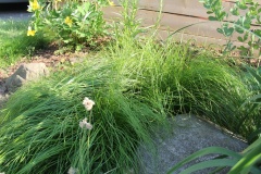 --Pennsylvania Sedge - Carex pensylvanica Lam.