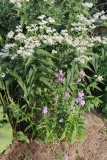 --Obedient Plant - Physostegia virginiana