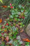 --Wintergreen - Gaultheria procumbens L.