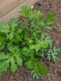 --Wood Poppy - Stylophorum diphyllum