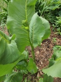 --Prairie Dock - Silphium terebinthinaceum