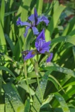 --Blue Flag Iris - Iris versicolor