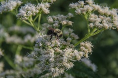 --Boneset - Eupatorium perfoliatum