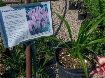 --Eastern Blazing Star - Liatris spicata