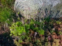 --Foam Flower - Tiarella cordifolia
